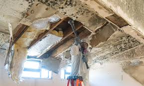 Best Mold Damage Restoration  in Sprague, WV